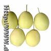 Shandong Pear
