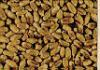 Organic Winter Red Wheat