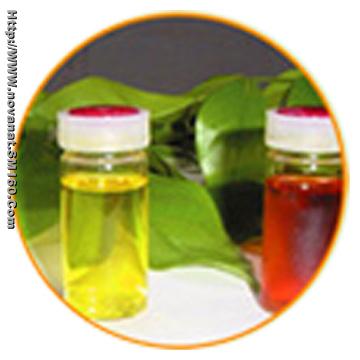 Ginger Extract
