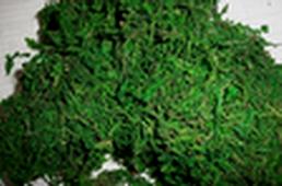 green moss