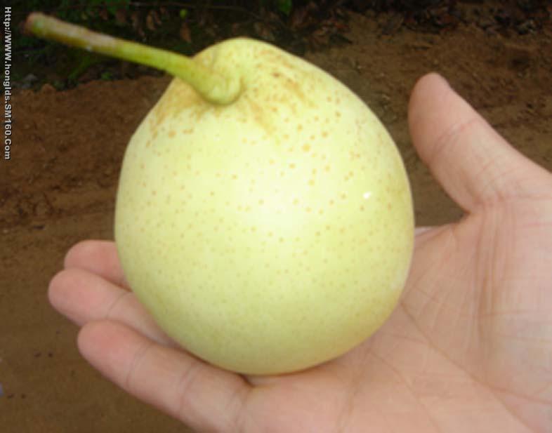 Fruit