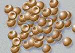 Artemia Cysts & Brine Shrimp Eggs