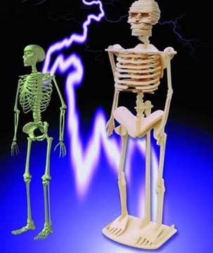 toys wooden puzzles - Skeleton