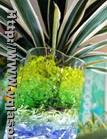 Crystal soil