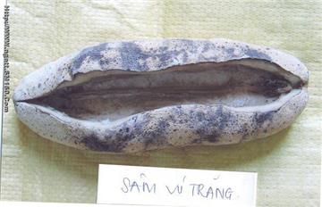 Dried sea cucumbers