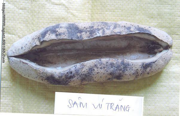 Dried sea cucumbers