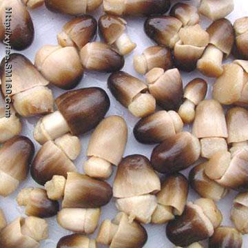 Canned Straw Mushrooms