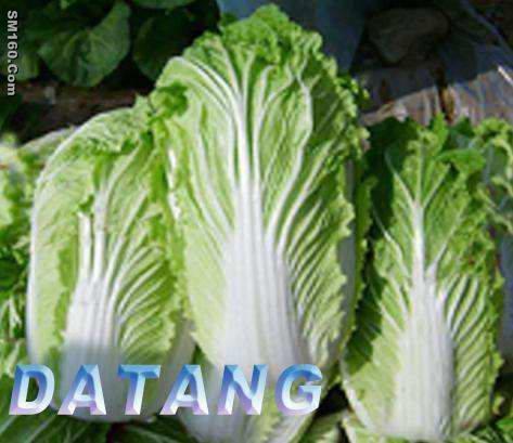 fresh chinese cabbage