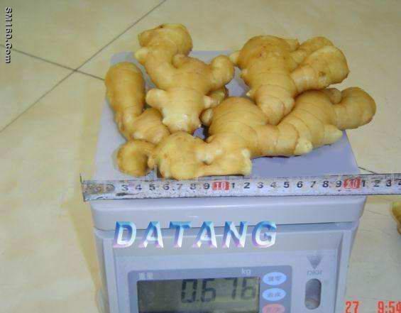 fresh ginger