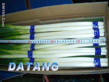 fresh chinese onion