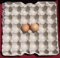 30 egg paper tray