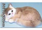 fur animal toy, sleeping pets, sleeping dog, sleeping cat