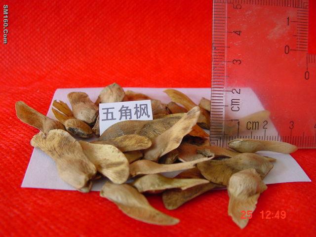 Acer seed 
