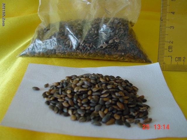 Pinus sylvestris seeds