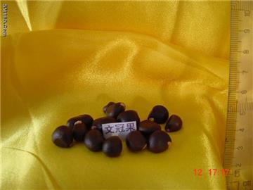 Culture crown fruit seeds 