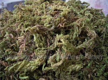 moss,green moss,sphagnum moss