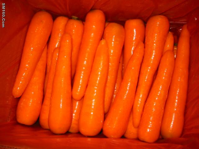 fresh carrot