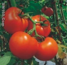 Lycopene