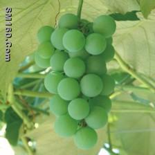 Grape Seed Extract