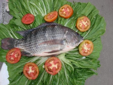 TILAPIA FISH AND FILLETS