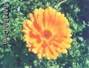 Zeaxanthin 