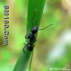 ant extract