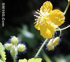 celandine extract(sales6 at lgberry dot com dot cn)