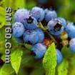 blueberry anthocyanin