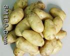 Fresh Potato