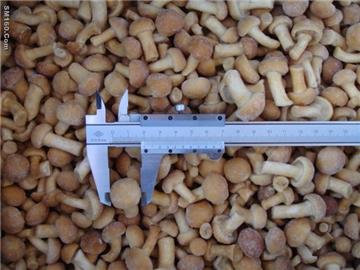 Frozen nameko