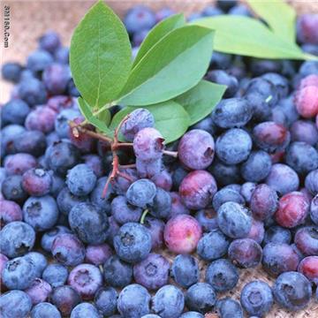 IQF Wild Blueberry