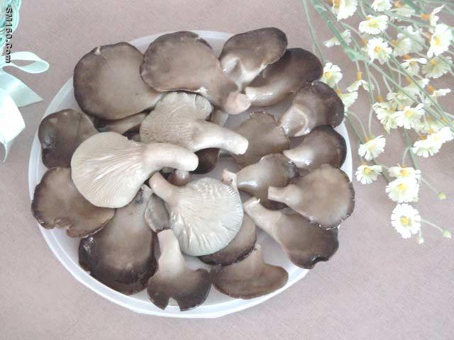 Mushroom Pingcu