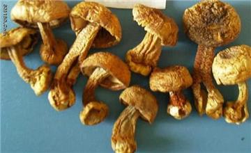 agricus blazei