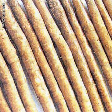 Burdock