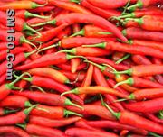Red pepper