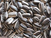 SUNFLOWER SEEDS