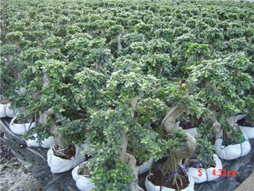 Ficus microcarpa