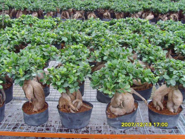 Ficus microcarpa bonsai