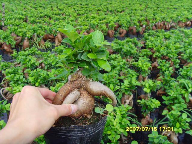Ficus ginseng