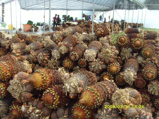 Cycas revoluta