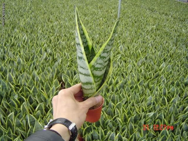 Sansevieria