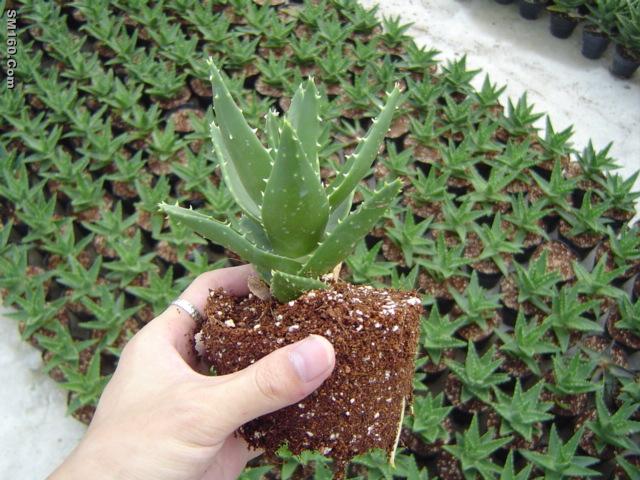 Succulent&cactus