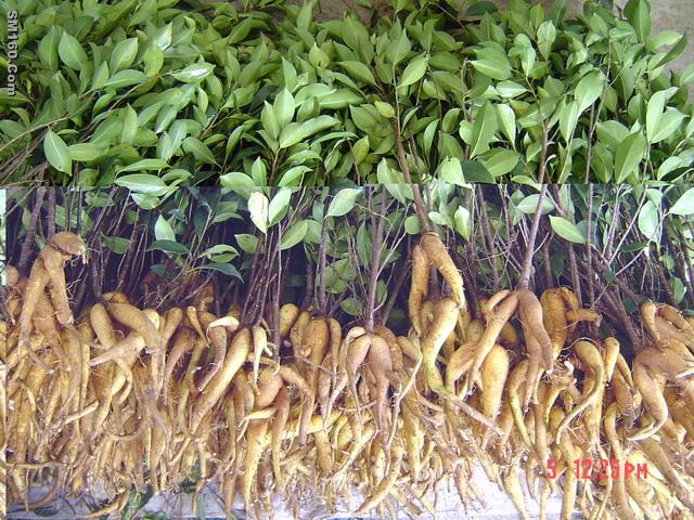 Ficus bare roots