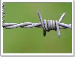 barbed wire 