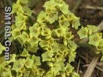 limonium aureum (L.) Hill. Extract 