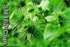  Arctium lappa L. Extract 