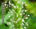 Plantago psyllium L. Extract