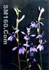 Lobelia inflata L. Extract 
