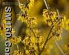 Hamamelis virginiana L. Extract 