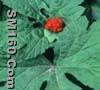 Hydrastis canadensis L. Extract